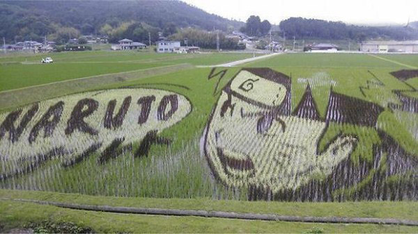 火影漩涡鸣人惊现稻田 岛国“稻田艺术”魅力独特