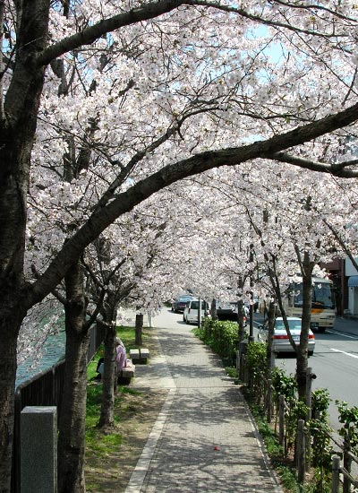 盘点日本京都赏樱名胜