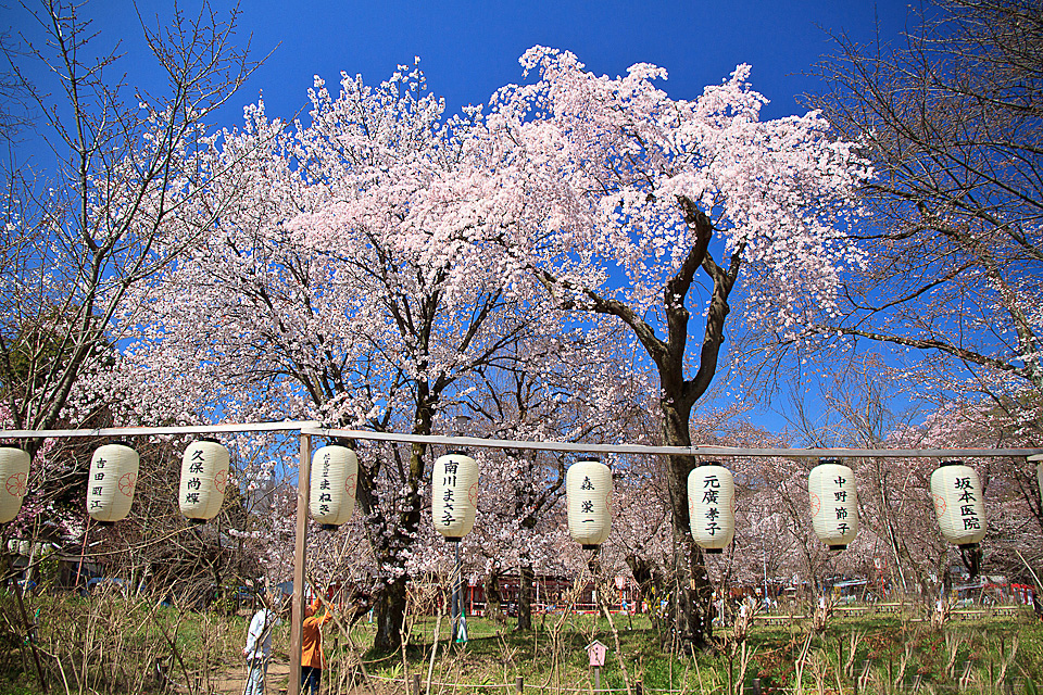 盘点日本京都赏樱名胜