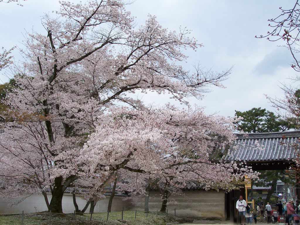 盘点日本京都赏樱名胜